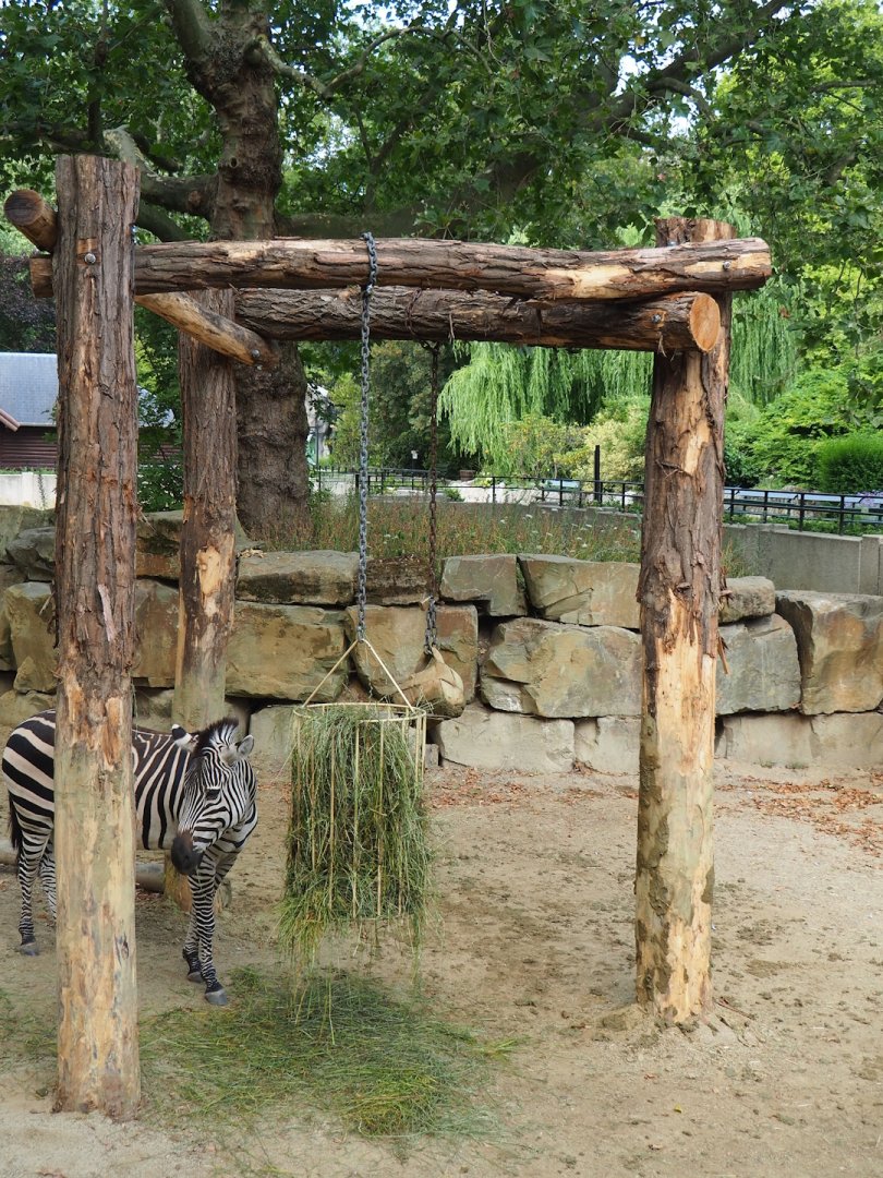 Feeding or enrichment stand for zebras and rhinos, 2023-07-22