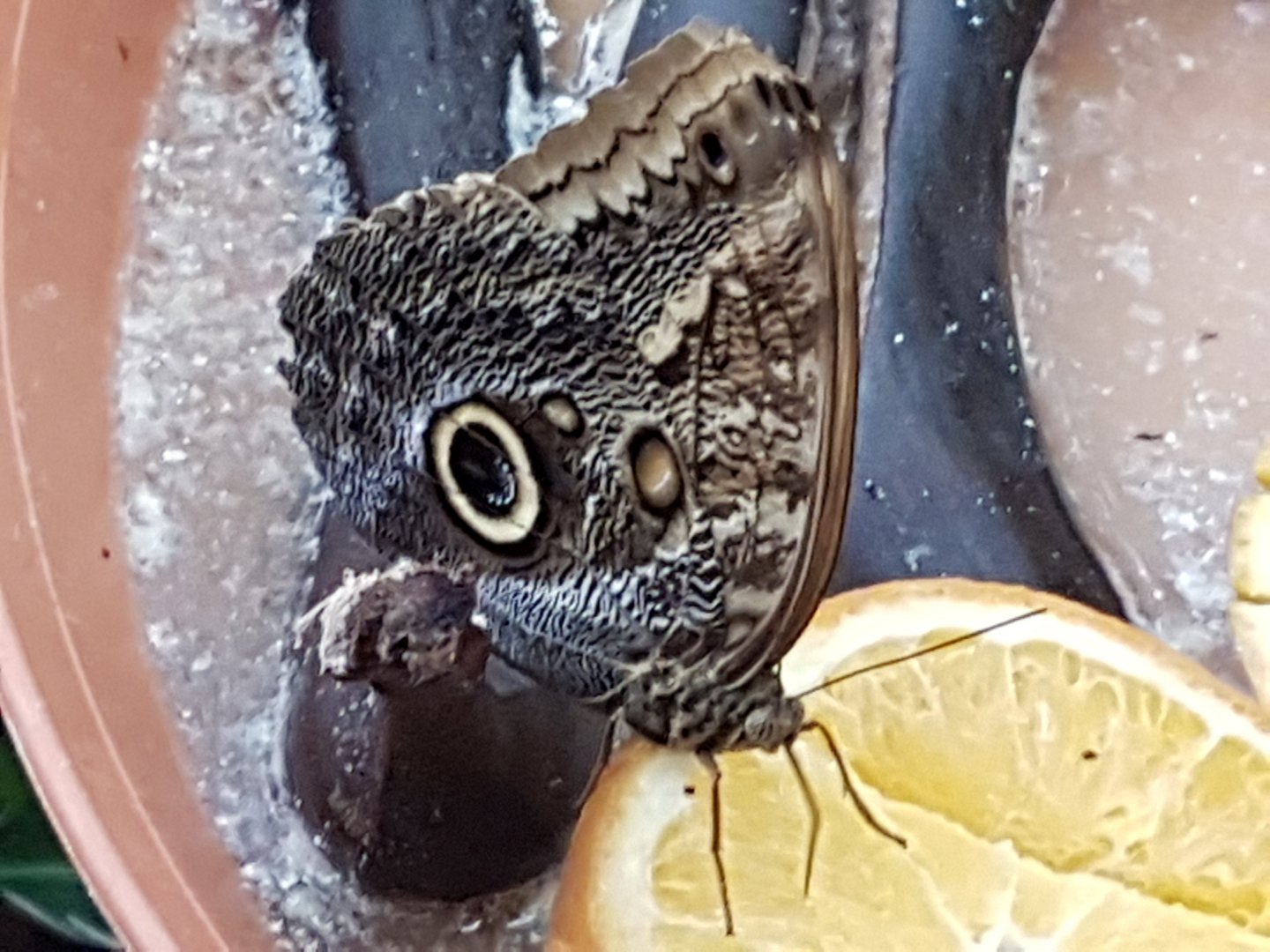 Feeding Owl butterfly
