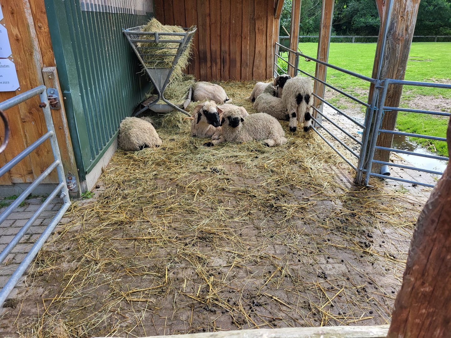 Feeding-place Black-nosed sheep