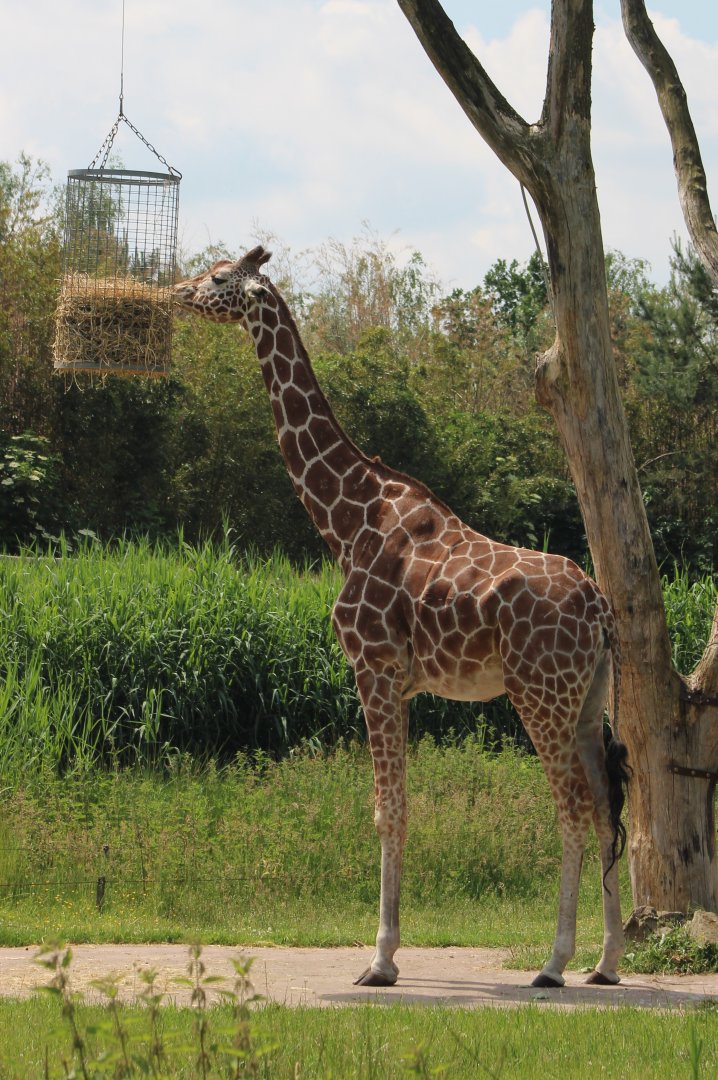 Feeding-place Giraffes