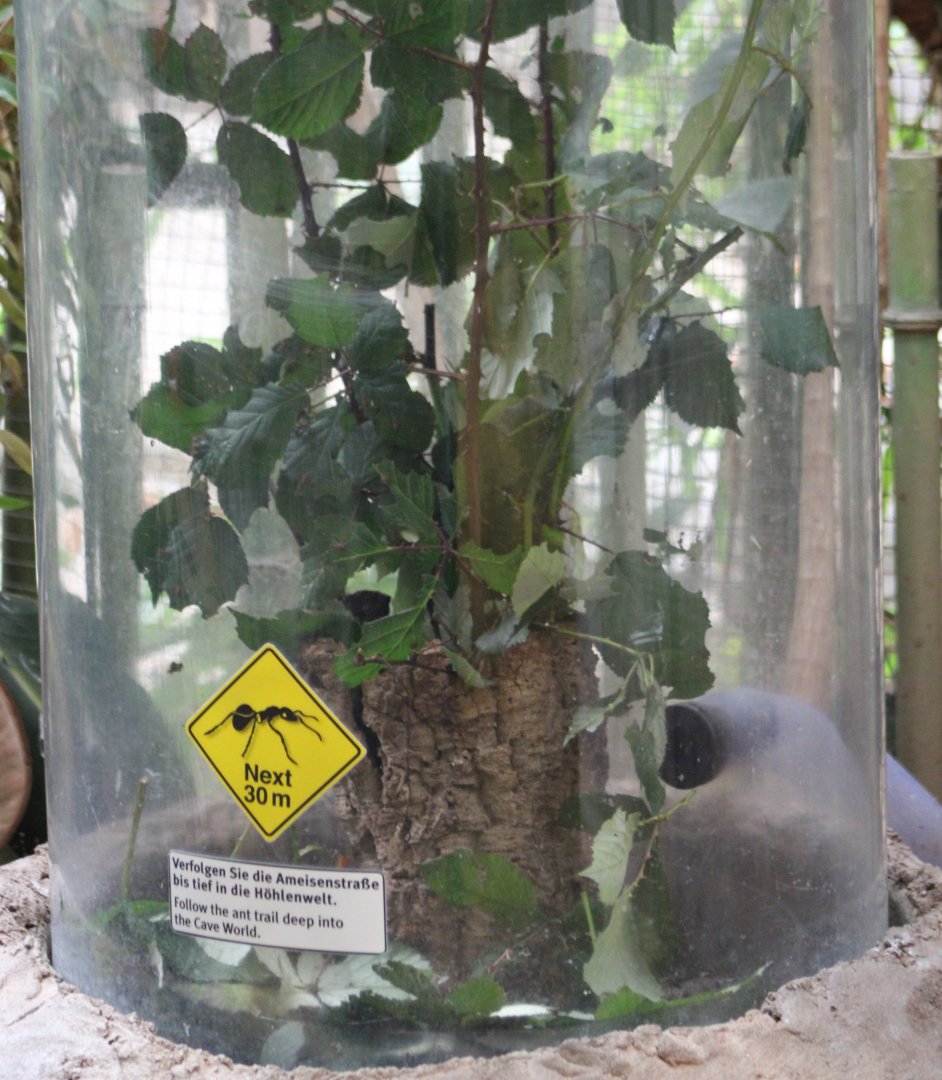 Feeding-place Leaf-cutter ants