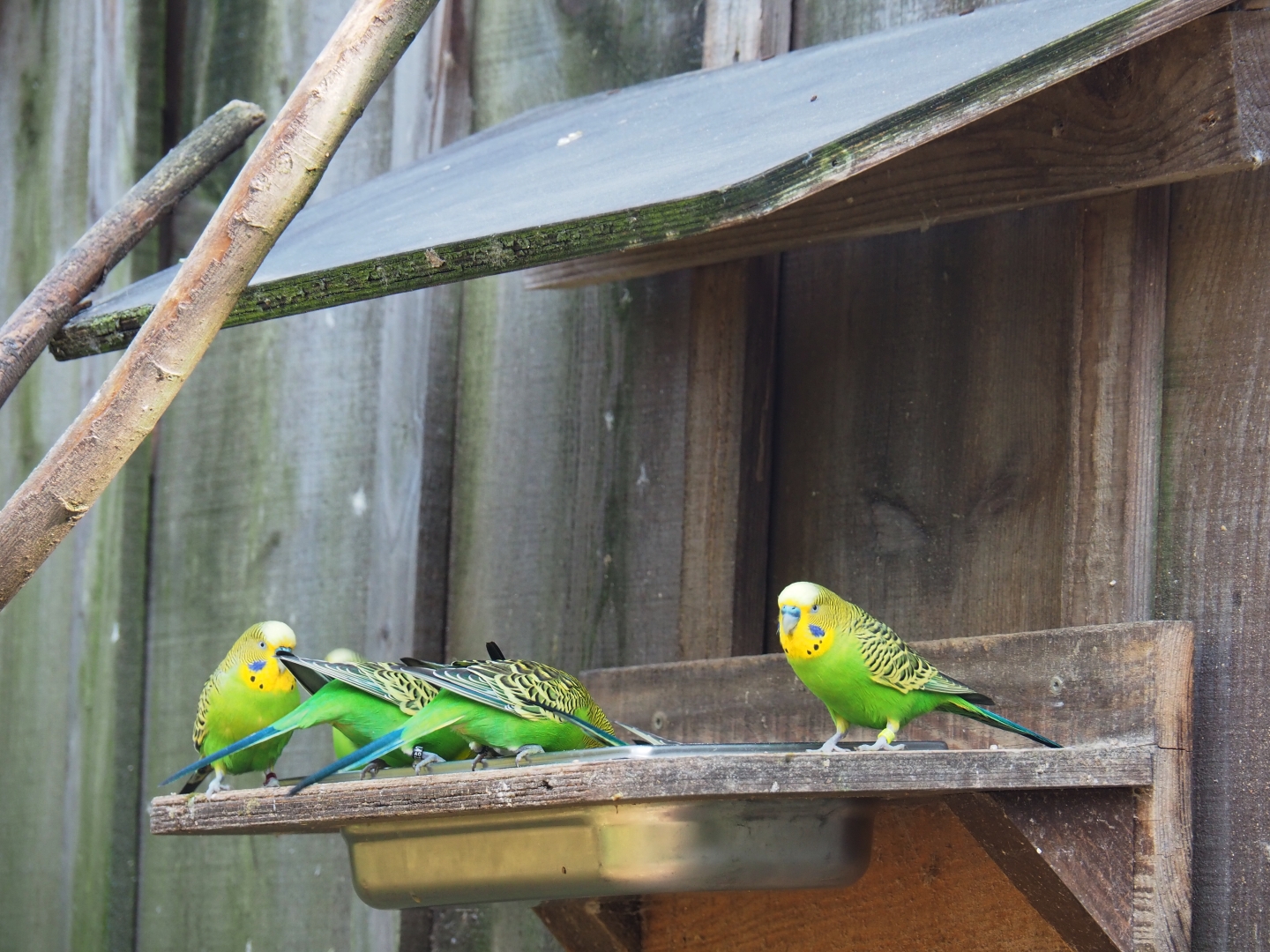 Feeding platform with budgerigars (Melopsittacus undulatus), 2019-03-30