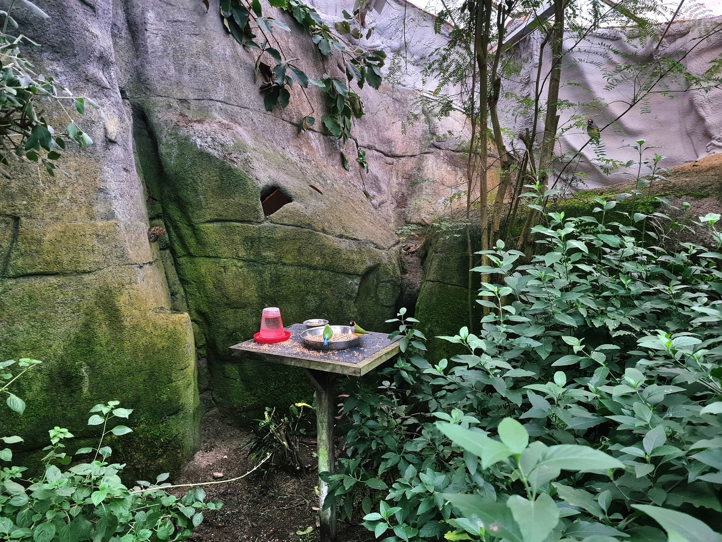 Feeding platform with Gouldian finches in Butterfly valley