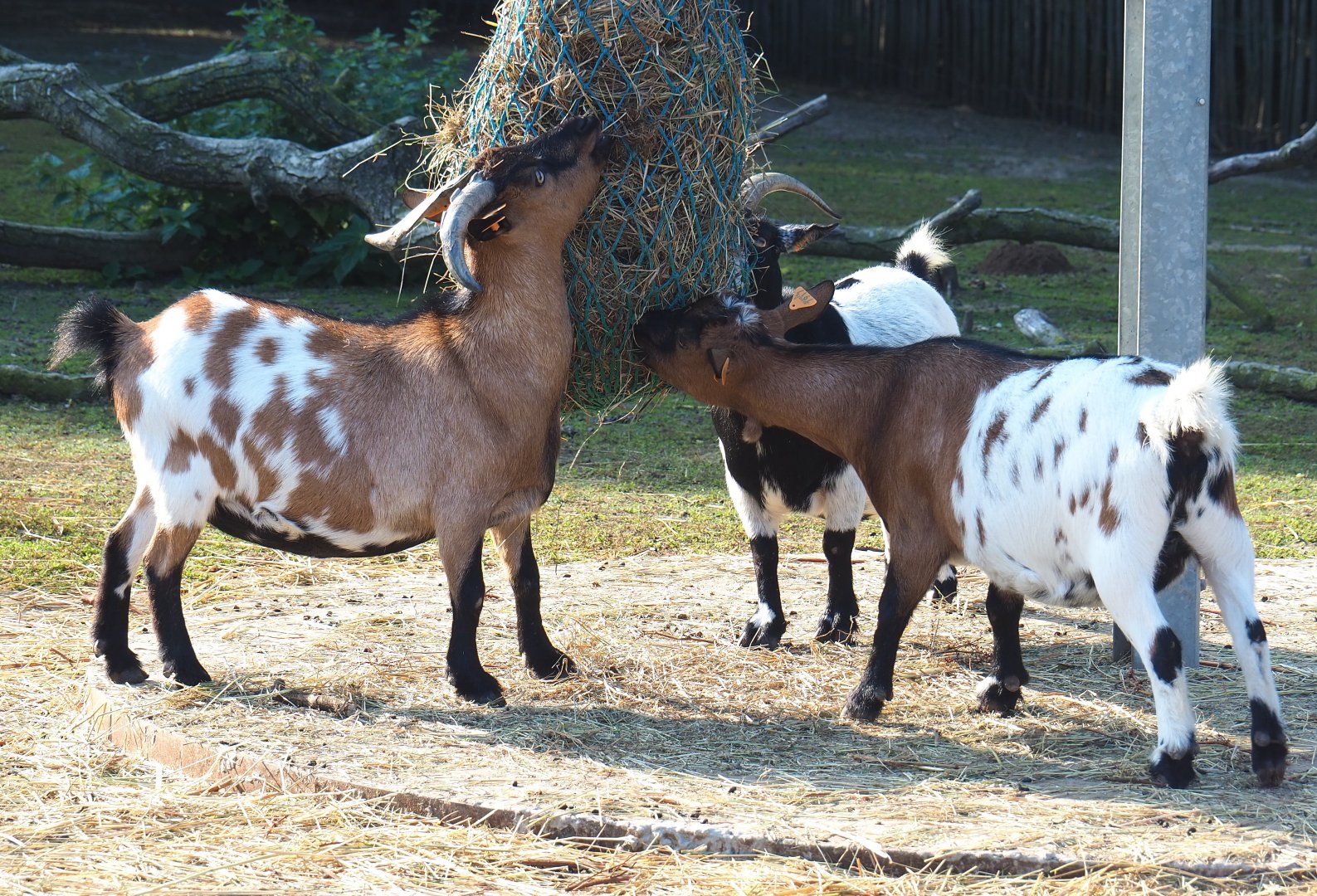 Feeding Pygmy goats (Capra aegagrus hircus), 2020-09-12