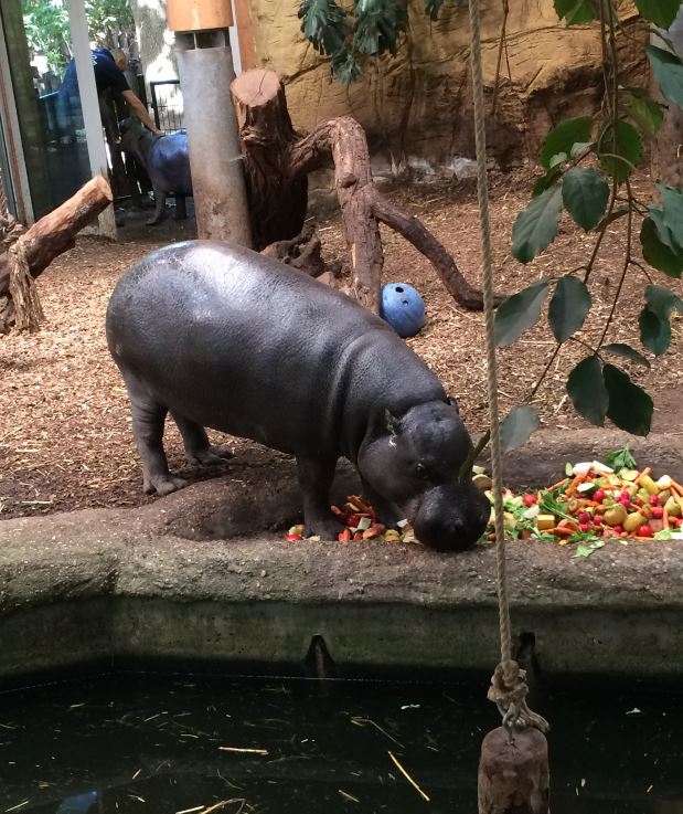 Feeding Pygmy Hippopotamus (Choeropsis liberiensis) 12-8-2018