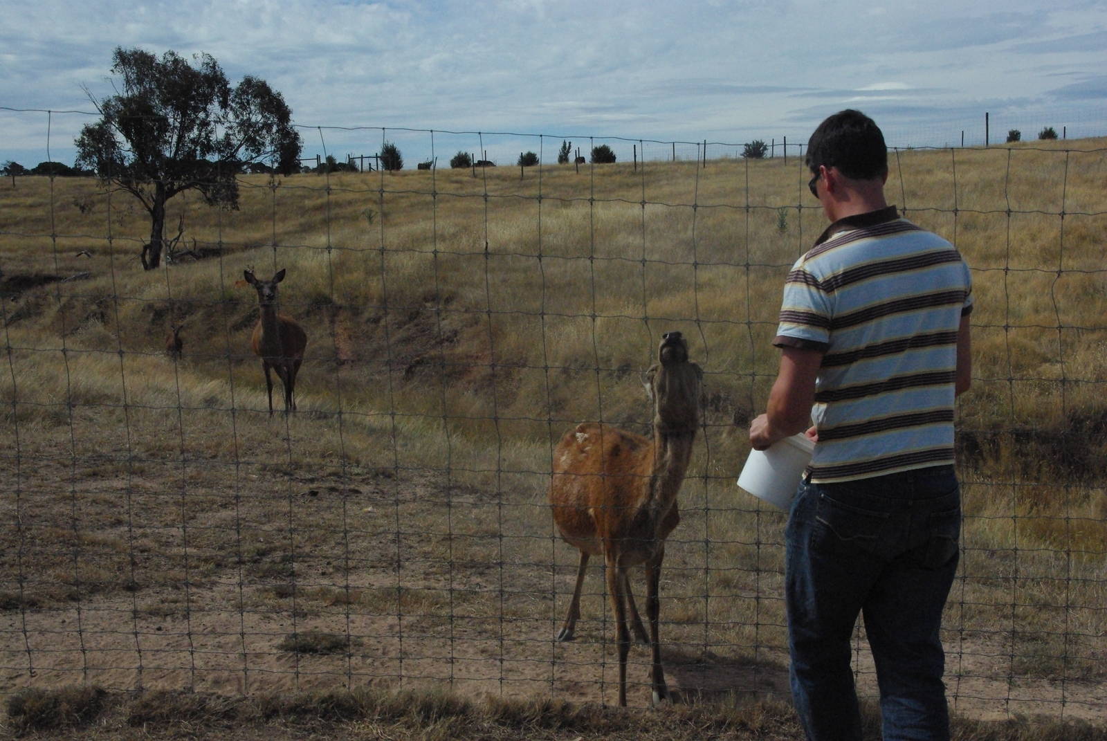 Feeding Red Deer