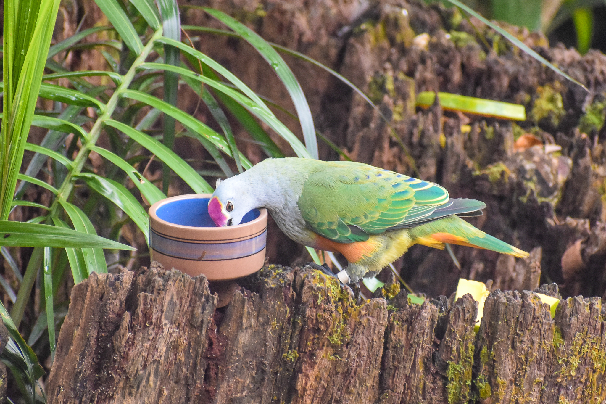 Feeding Rose-crowned Fruit-Dove