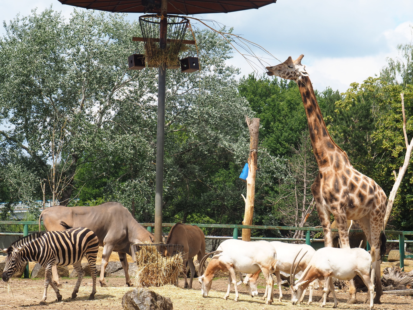 Feeding savanna exhibit animals, 2020-06-20