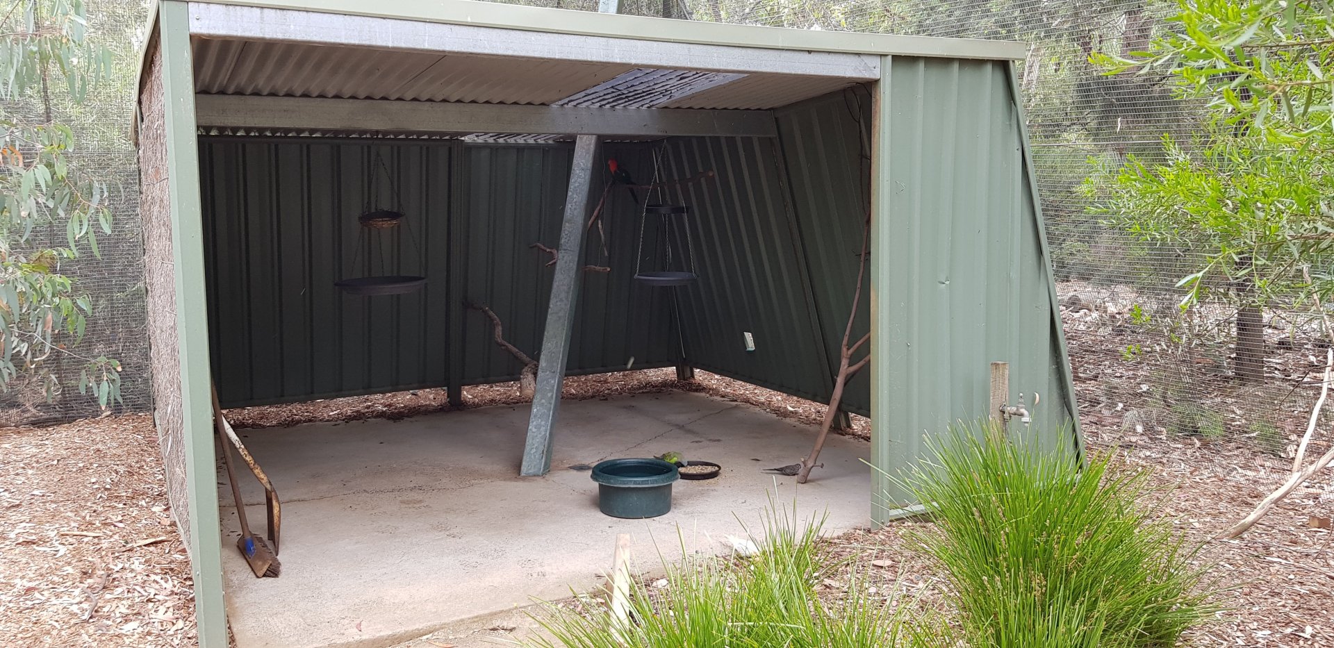Feeding shelter in the walk thru avairy