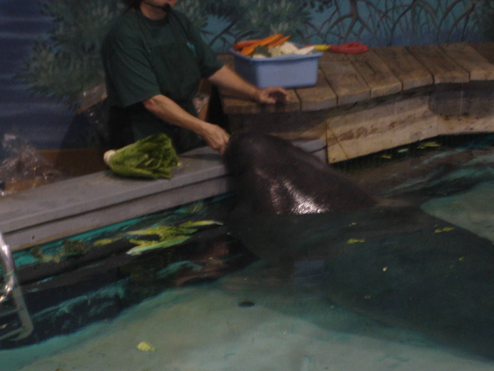 Feeding Snooty, the Manatee, age 61!