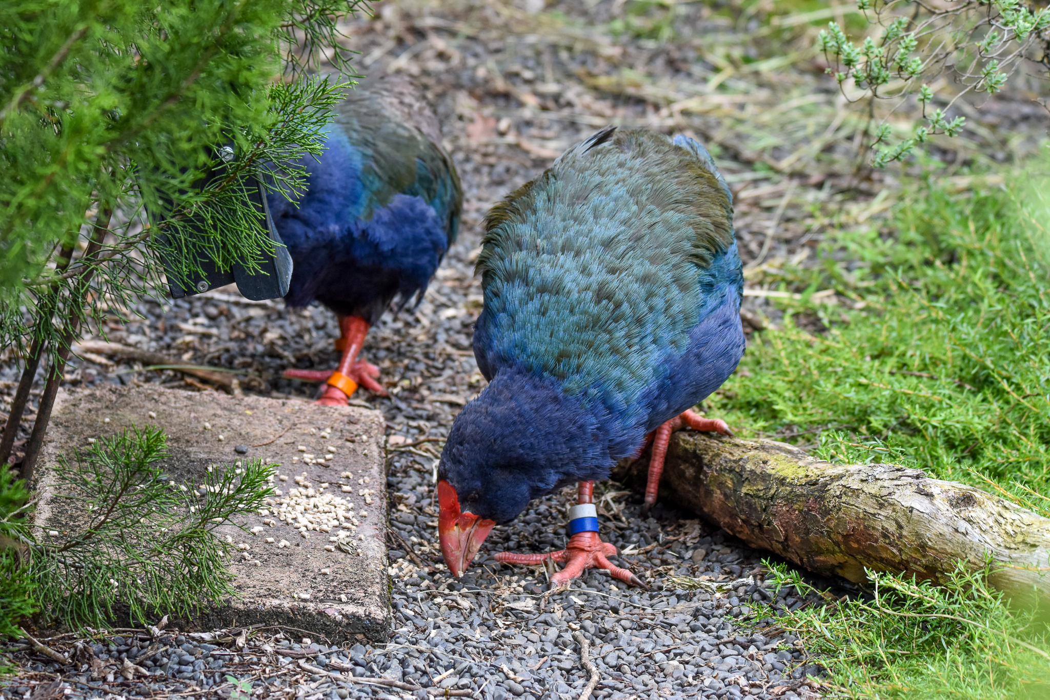 feeding South Island Takahe