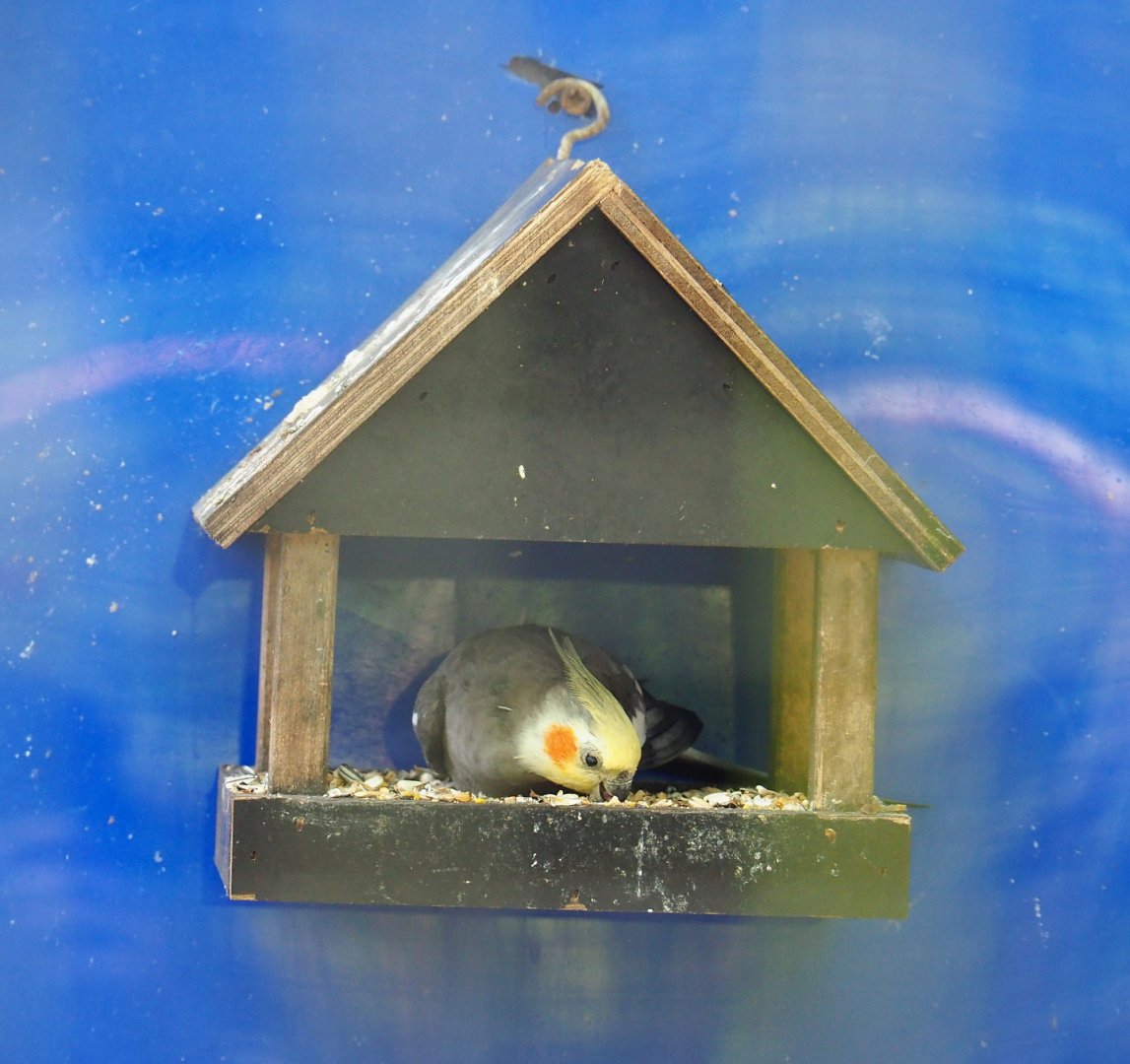 Feeding station for cockatiels (Nymphicus hollandicus), 2021-06-15