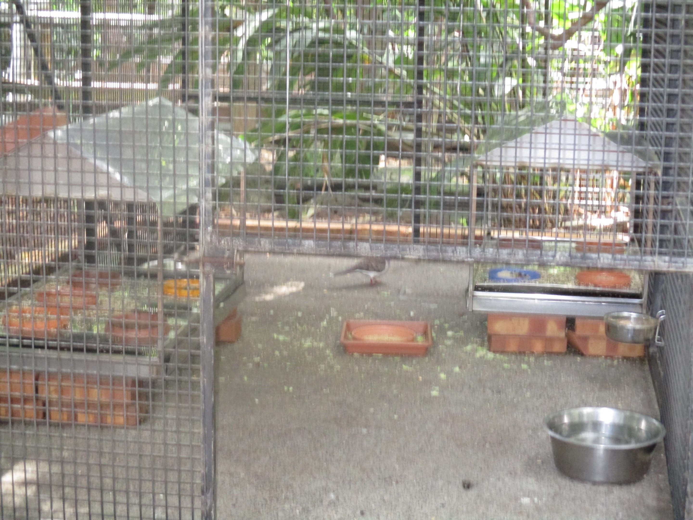 Feeding Station in Walk-through Aviary