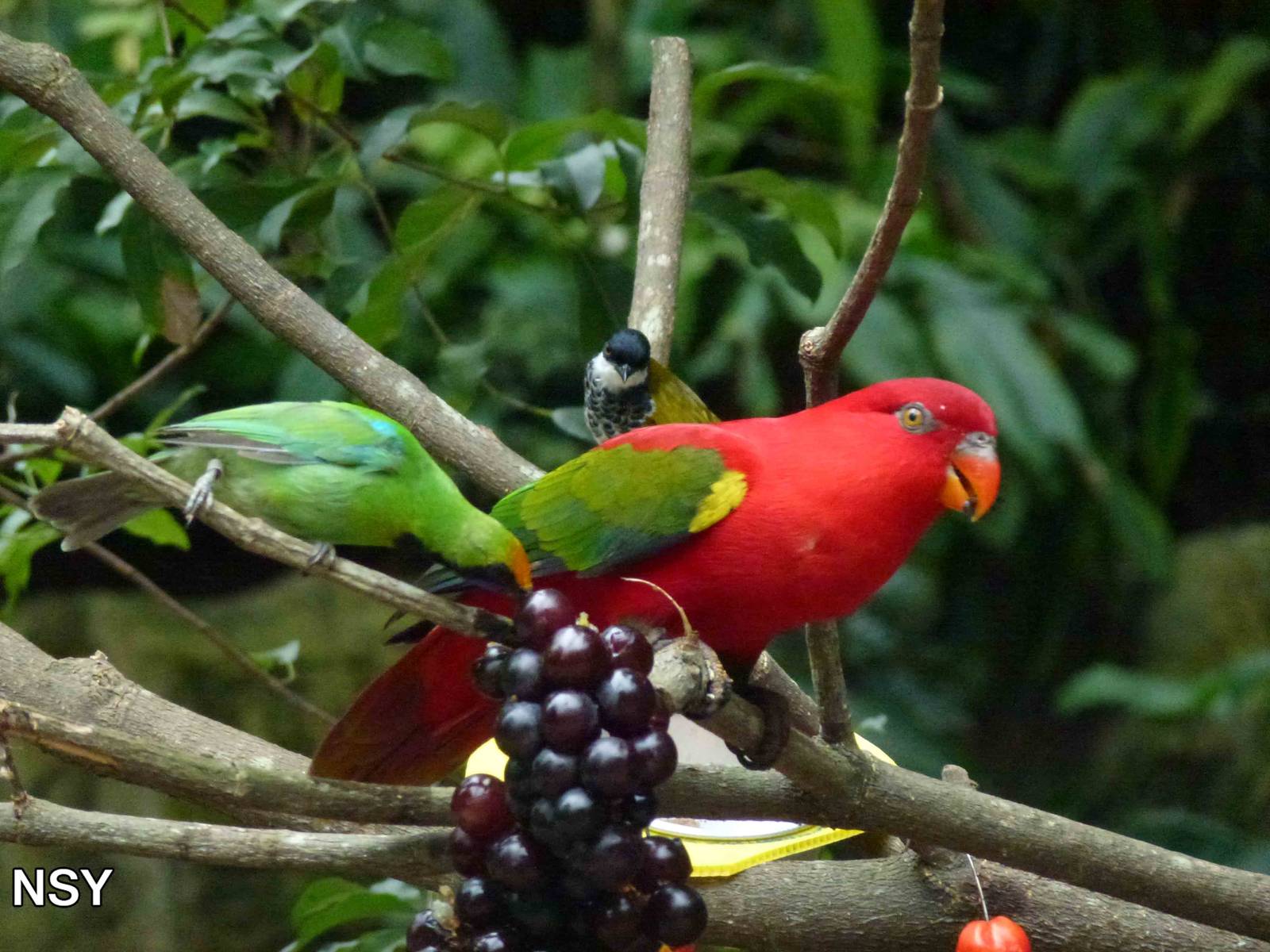 Feeding station, June 2013.