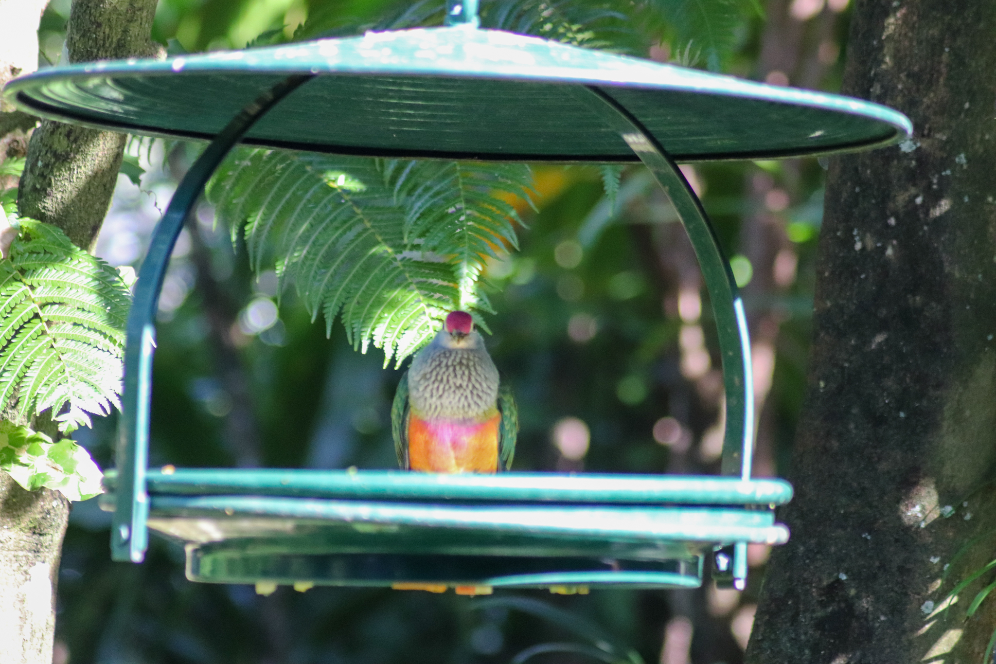 Feeding Station - Rainforest Aviary