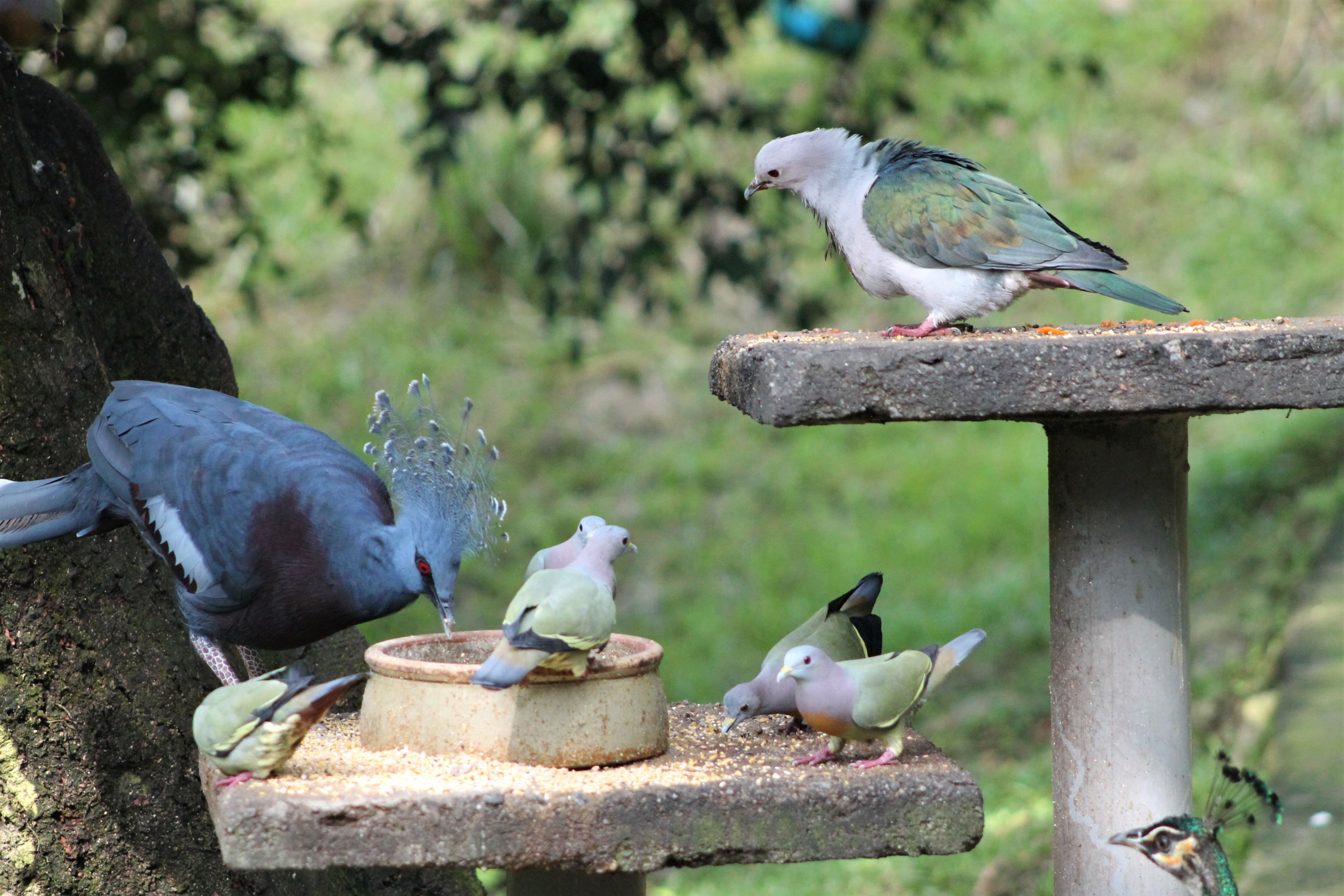 feeding table in the main walk-through aviary