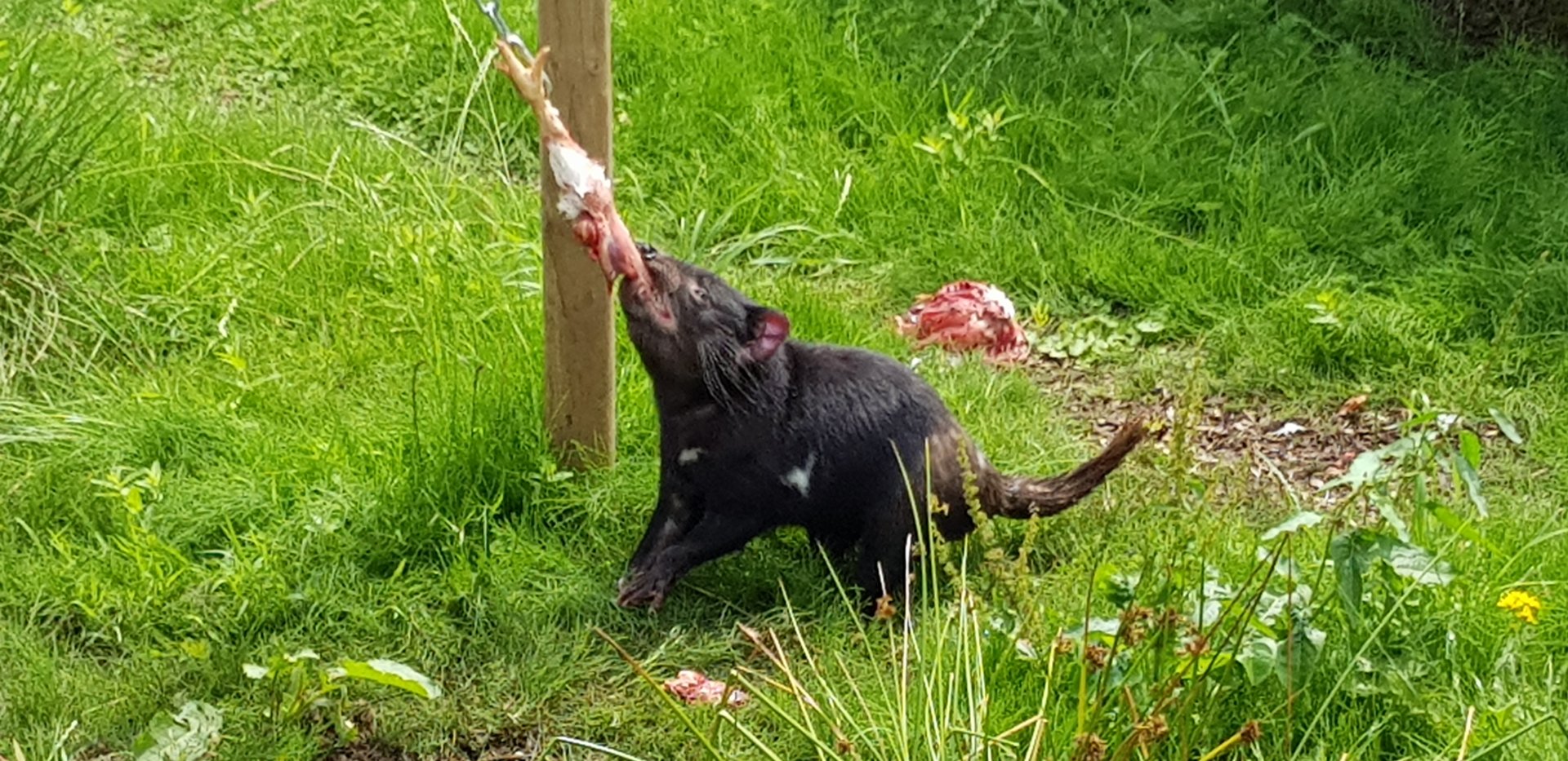 Feeding tasmanian devil