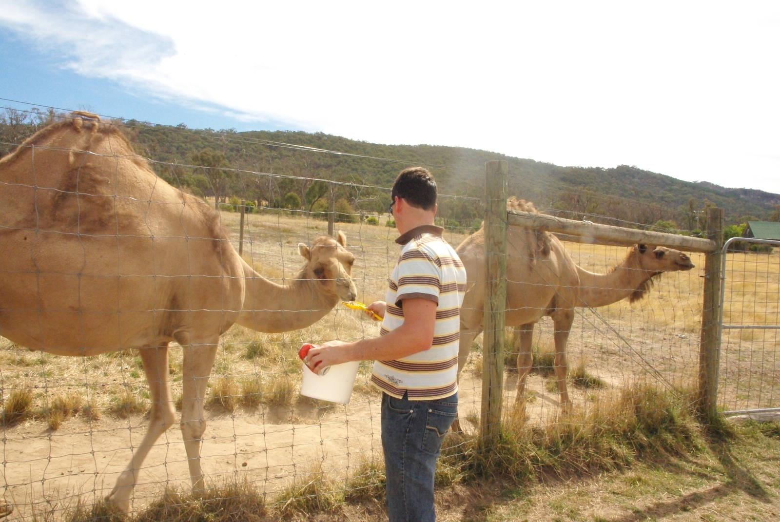 Feeding the camels