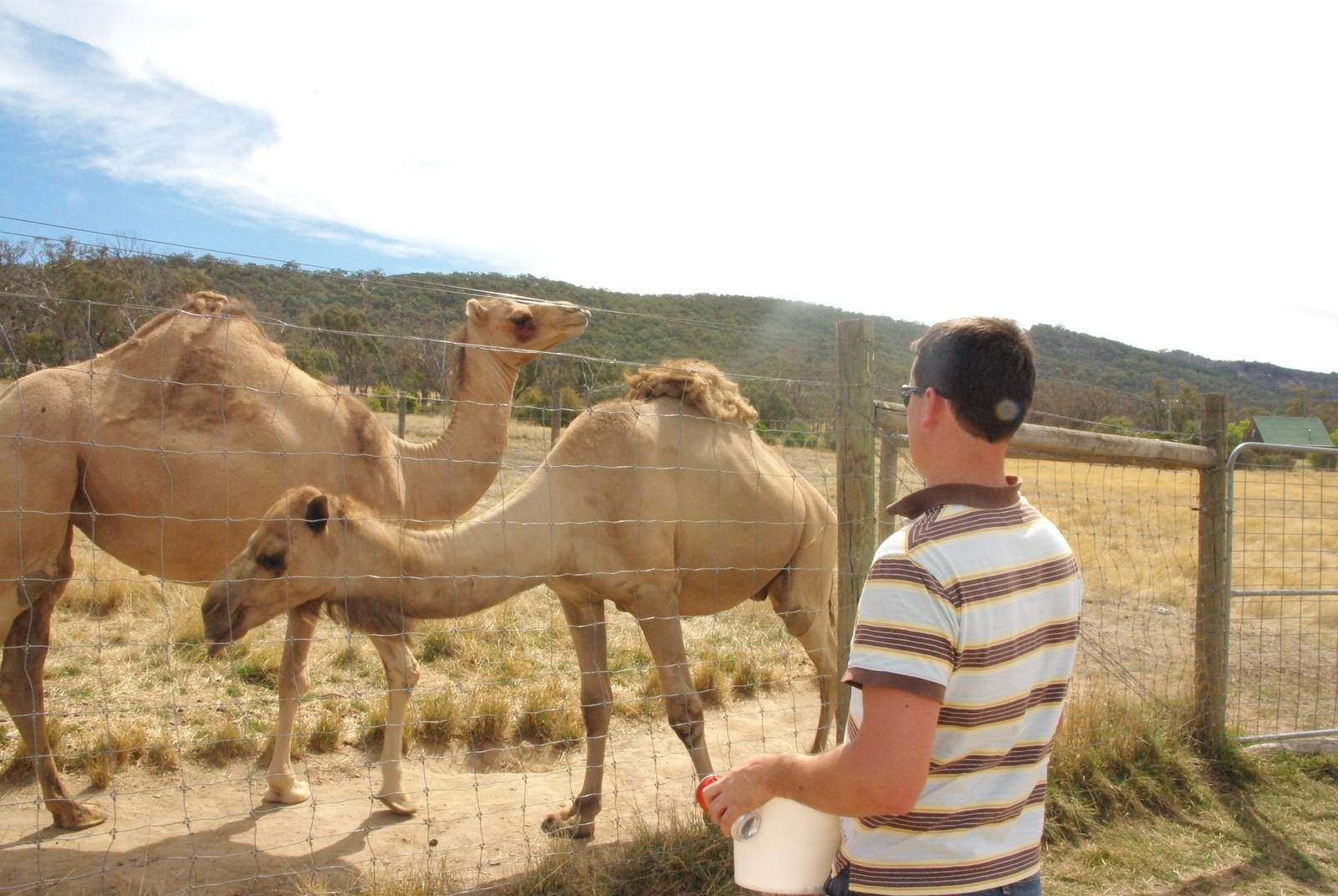 Feeding the camels