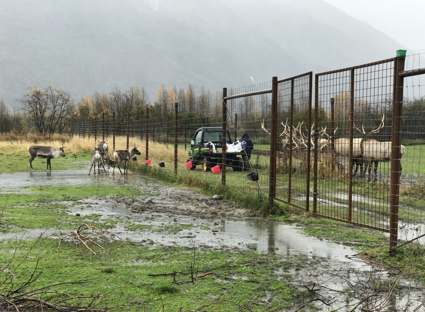 Feeding the Caribou and Elk