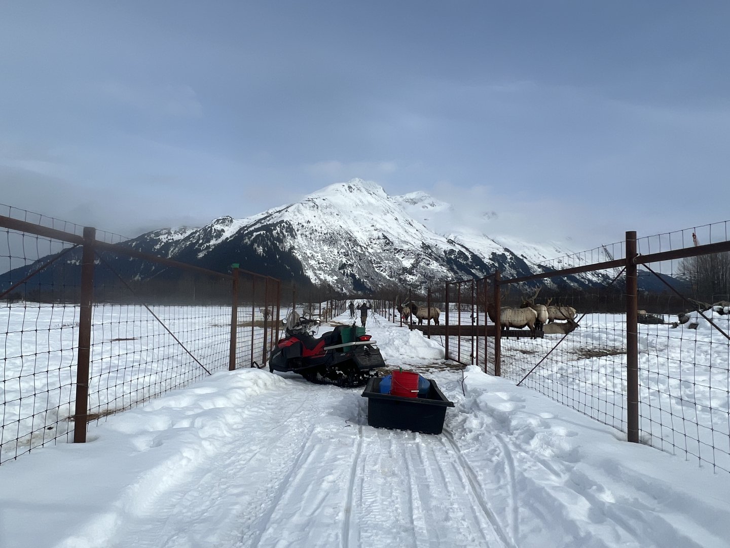 Feeding the Caribou and Elk