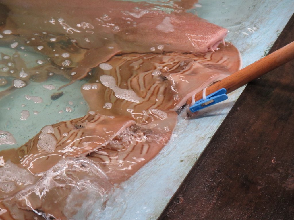 Feeding the Fiddlers