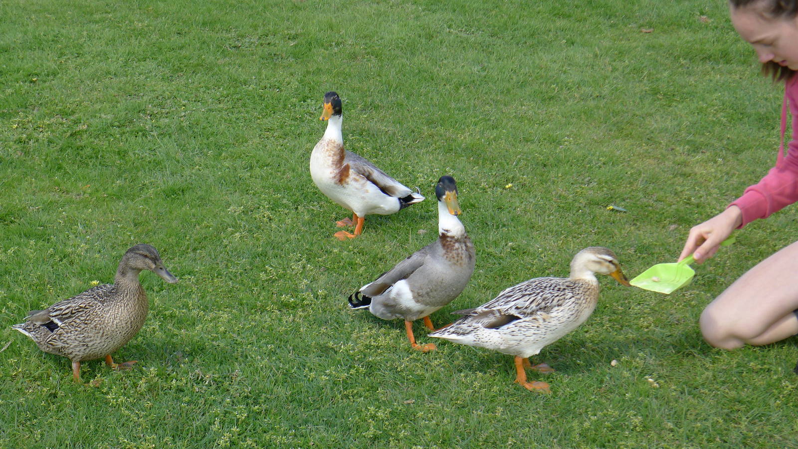 feeding the friendly domestic ducks