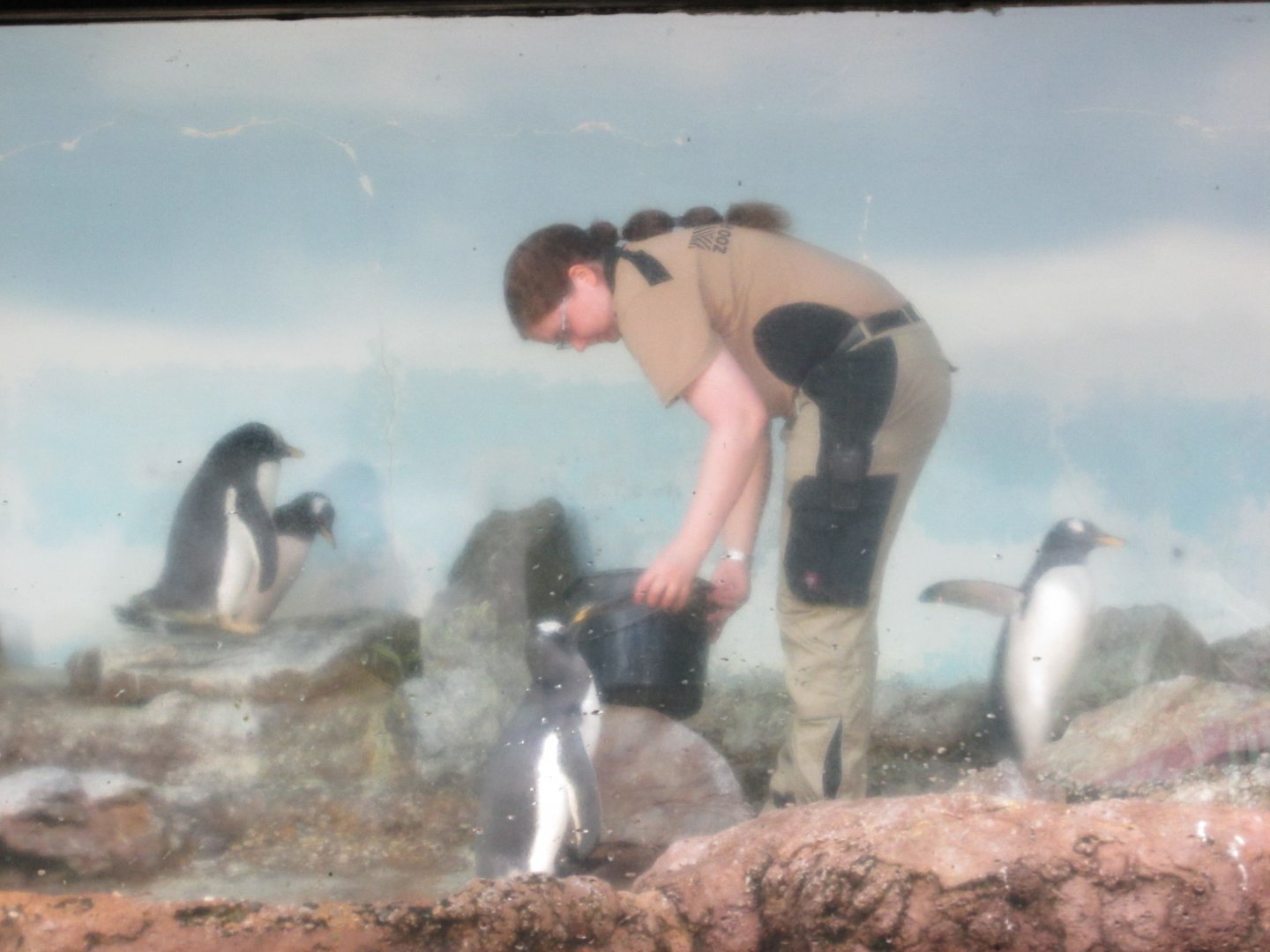 feeding the gentoo penguins