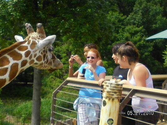 Feeding the Giraffes