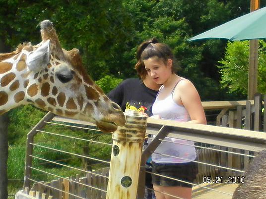 Feeding the Giraffes