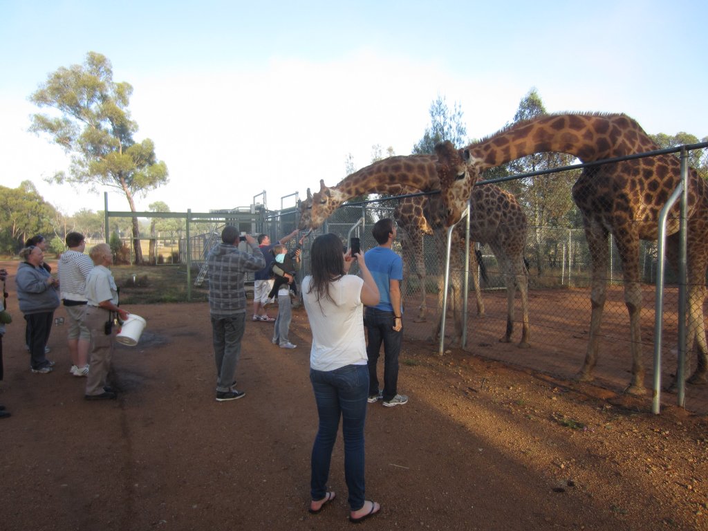 Feeding the giraffes
