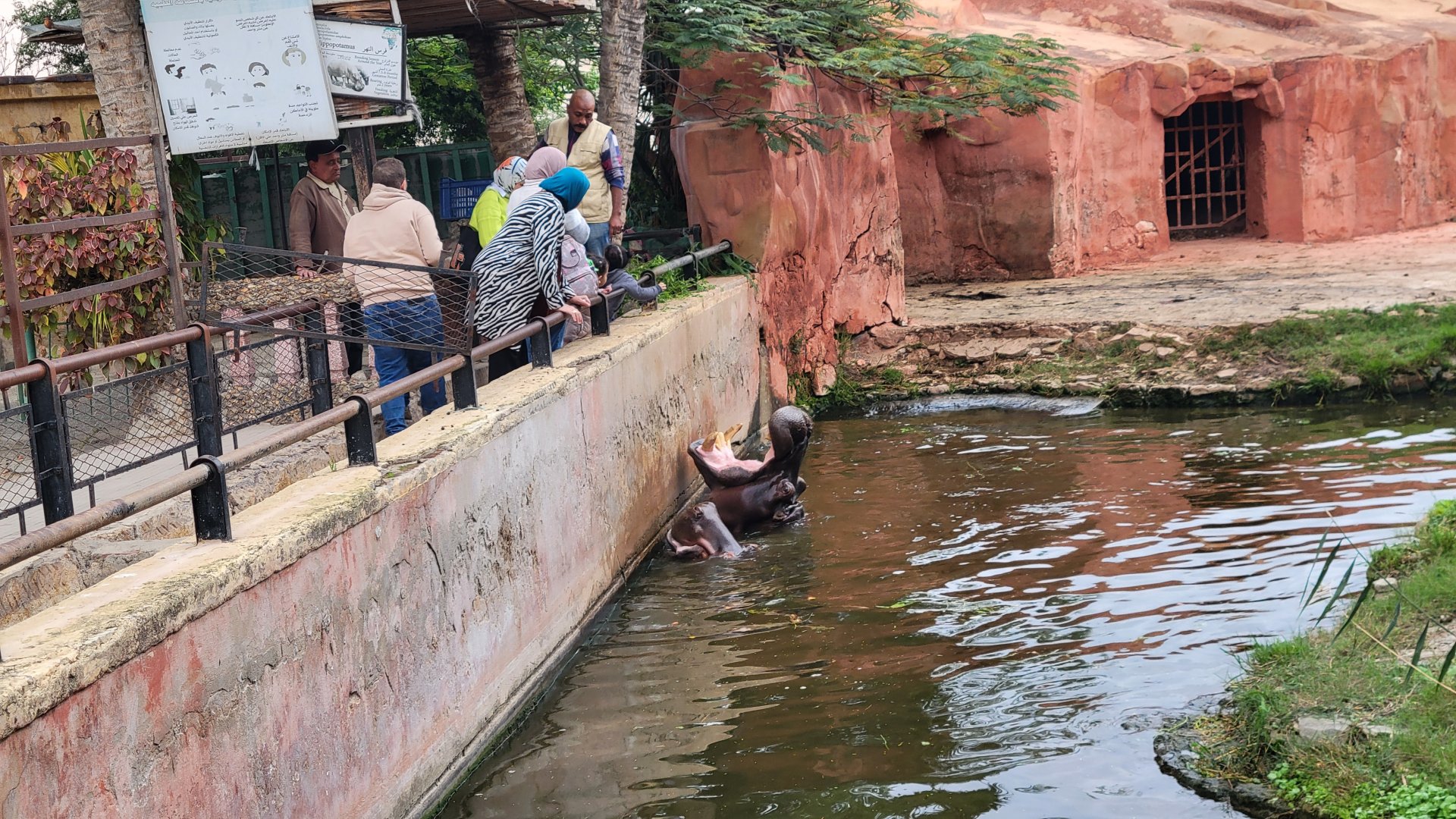 Feeding the hippos - Dec 2023