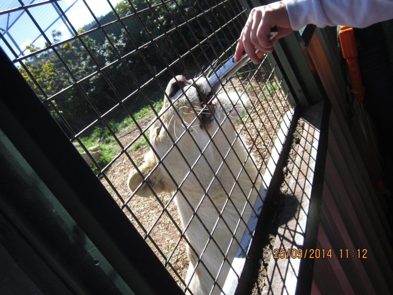 Feeding the lions with tongs