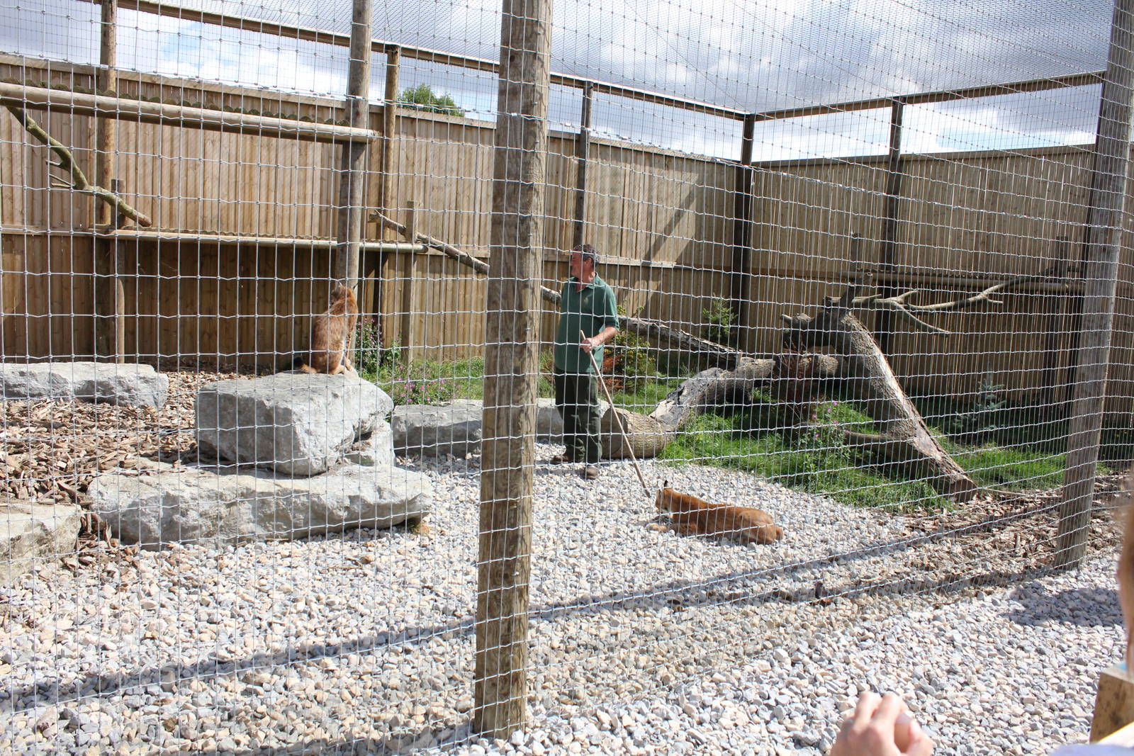 Feeding the Lynx inside their enclosure 15-8-14
