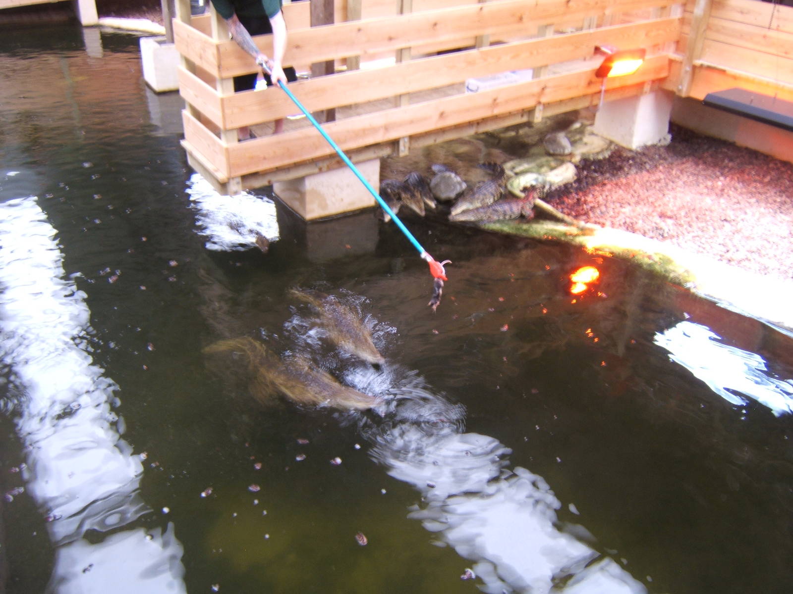 Feeding the South African Nile Crocodiles