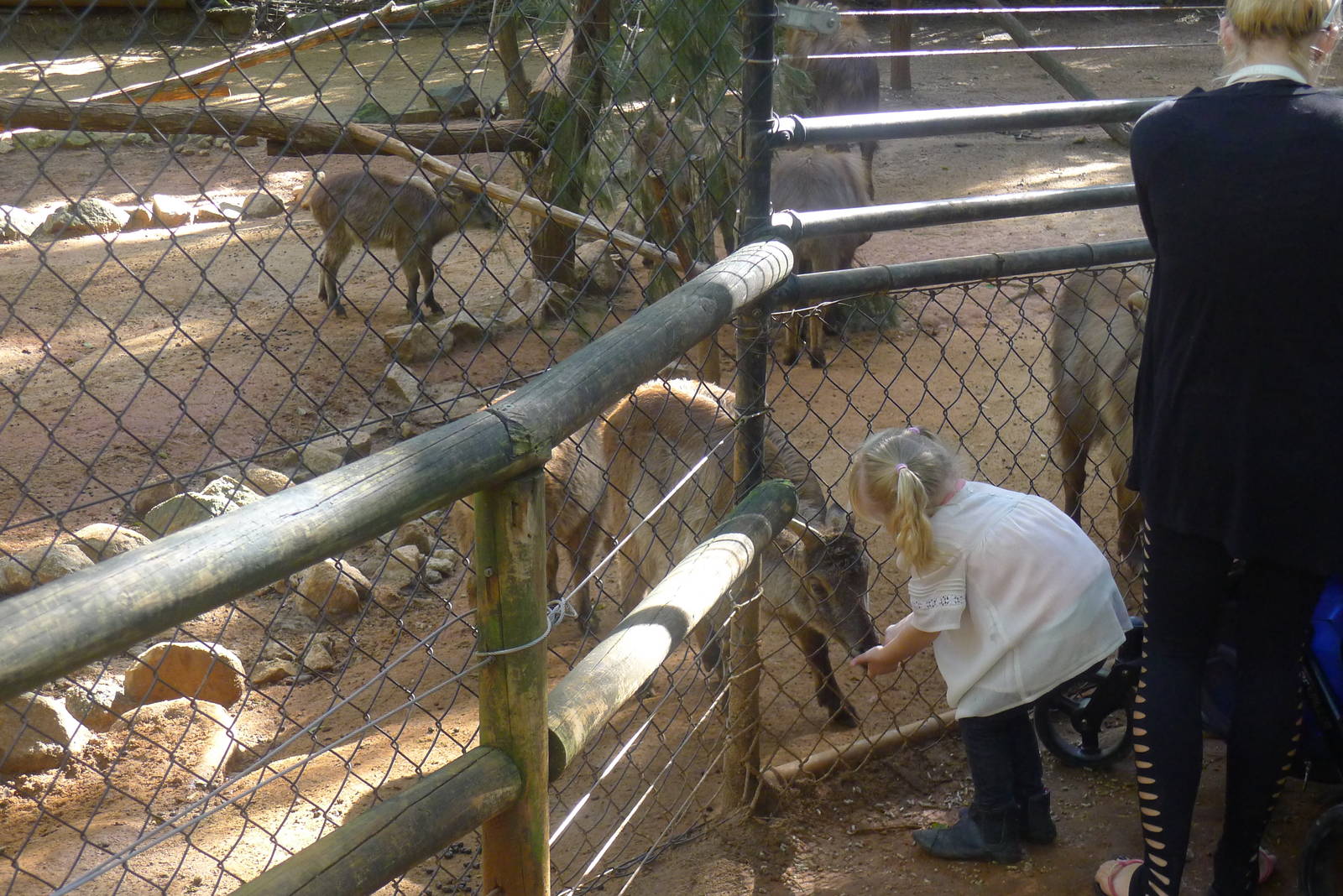 Feeding the Tahr