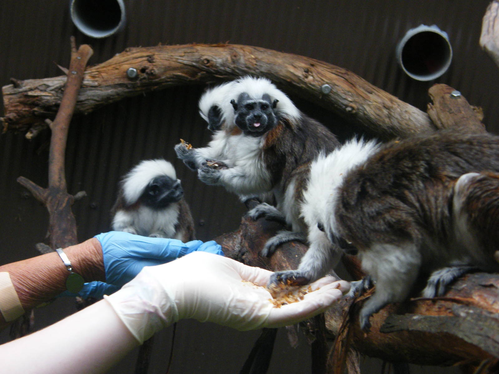 Feeding the Tamarins