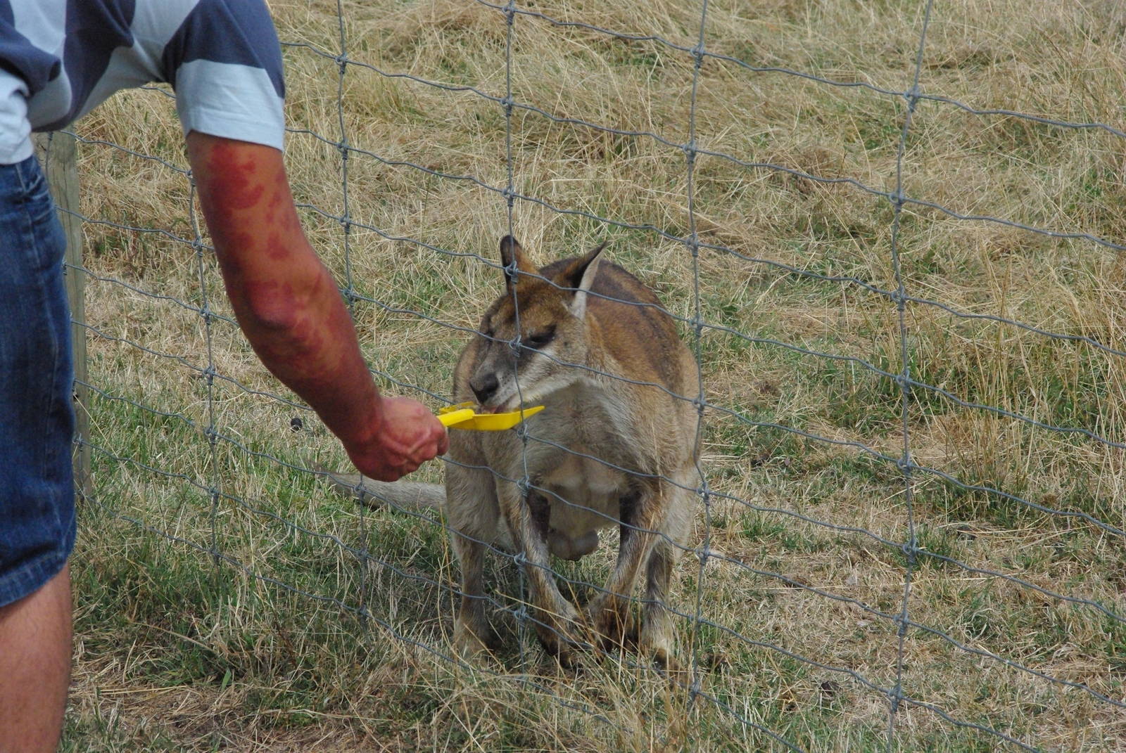 feeding the wallaby