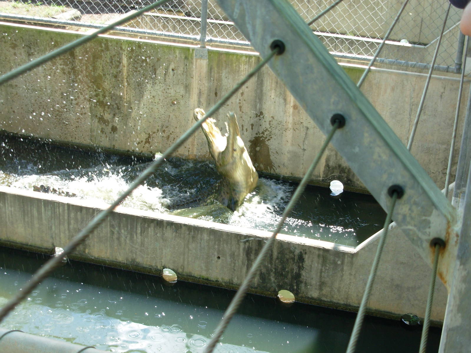 Feeding time at Crocodylus Park