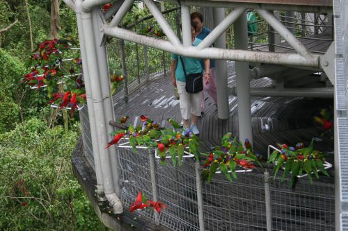 Feeding time at Lory Loft