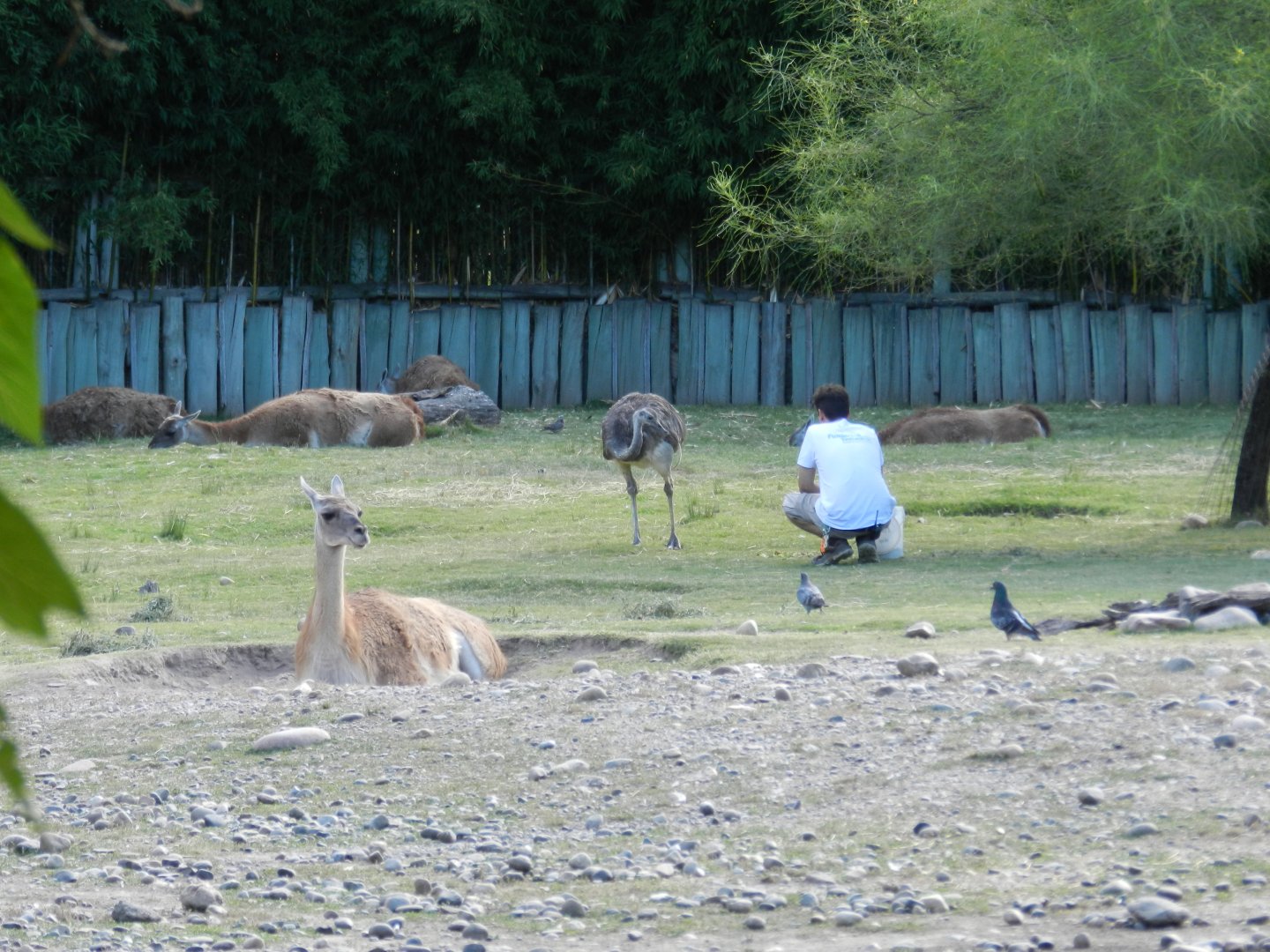 Feeding time at Patagonia - Temaiken