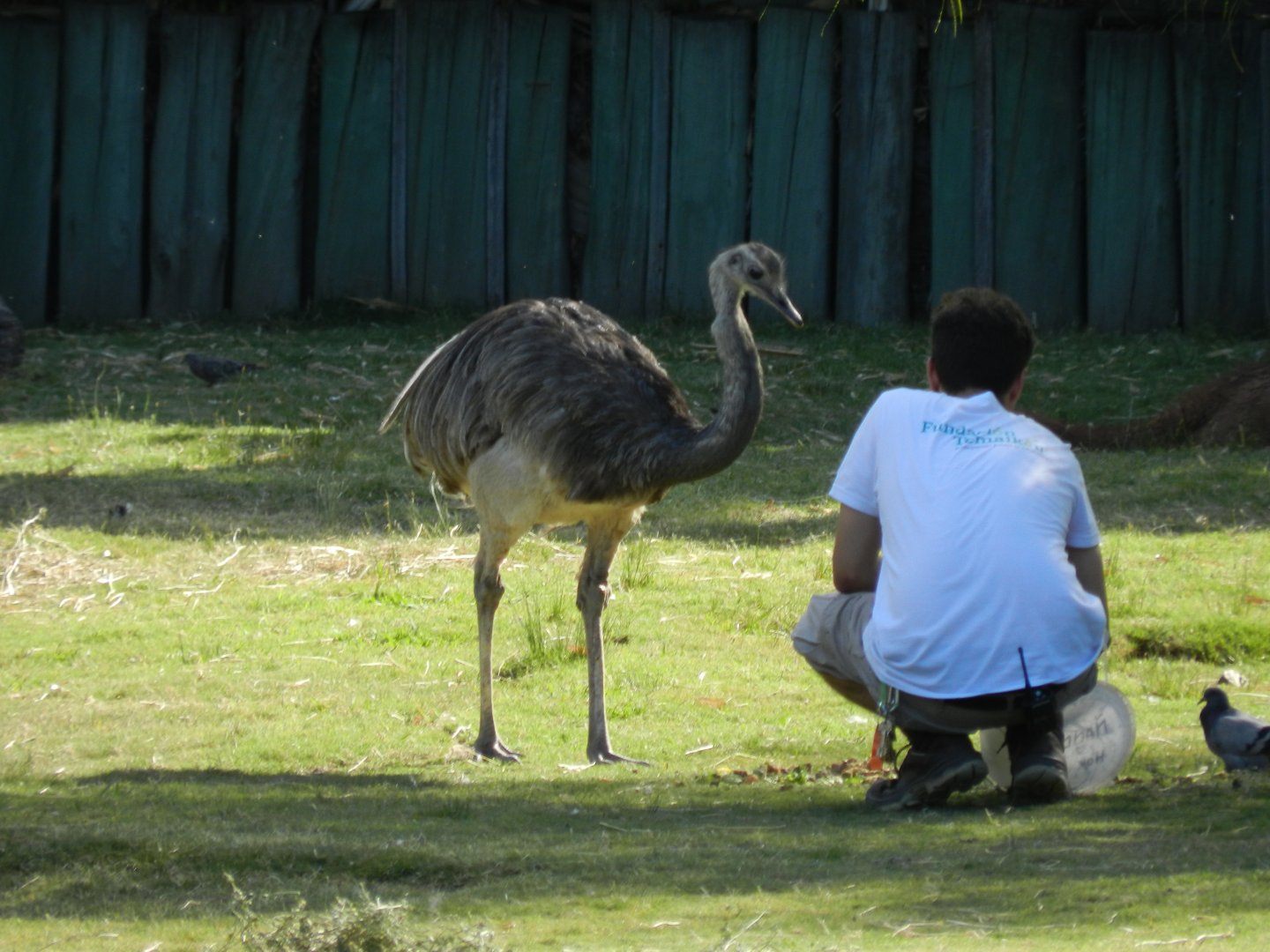 Feeding time at Patagonia - Temaiken