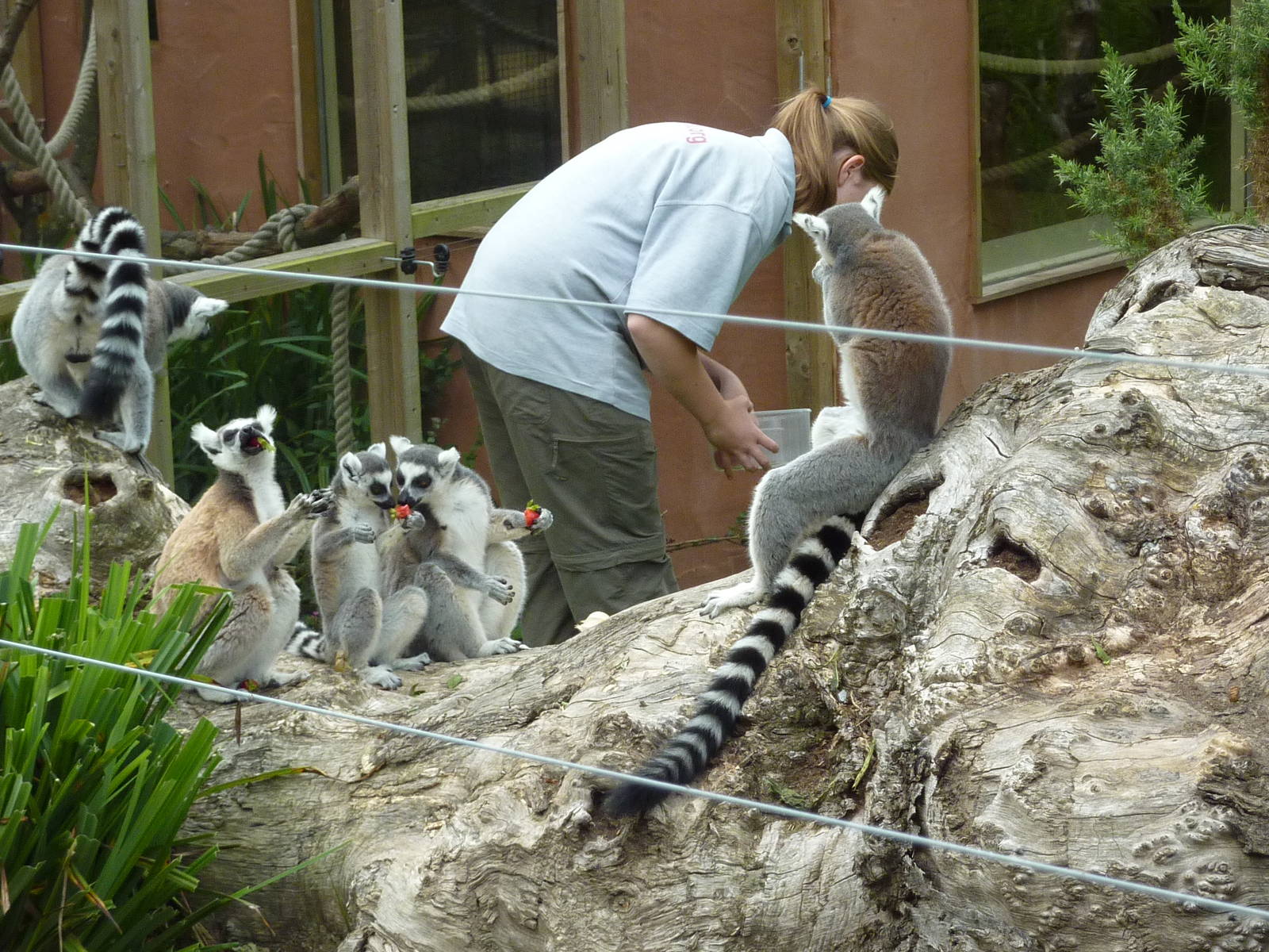 Feeding Time at the Lemurs - 2011
