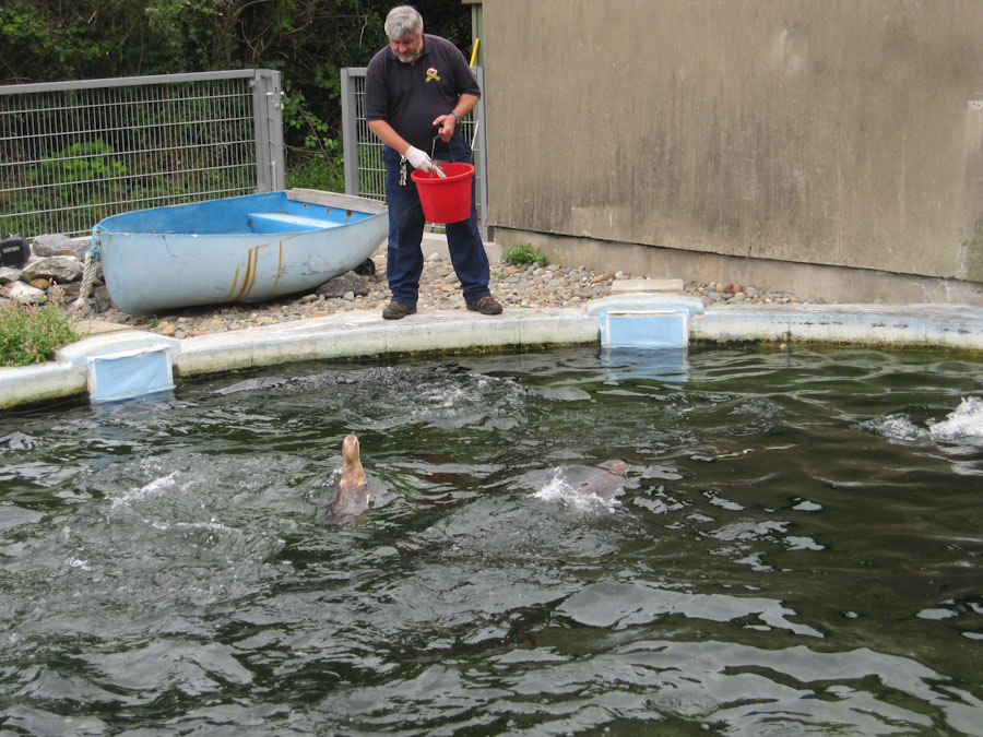 Feeding time at the penguins