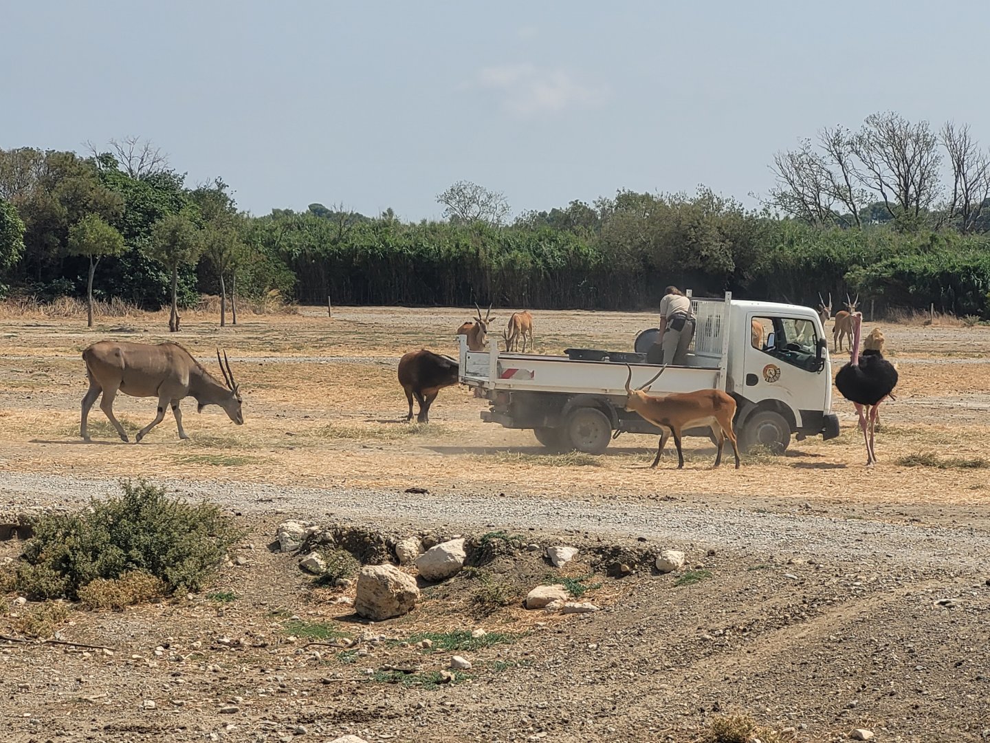Feeding time at the "Plaine Africaine" -Réserve Africaine de Sigean (2022)