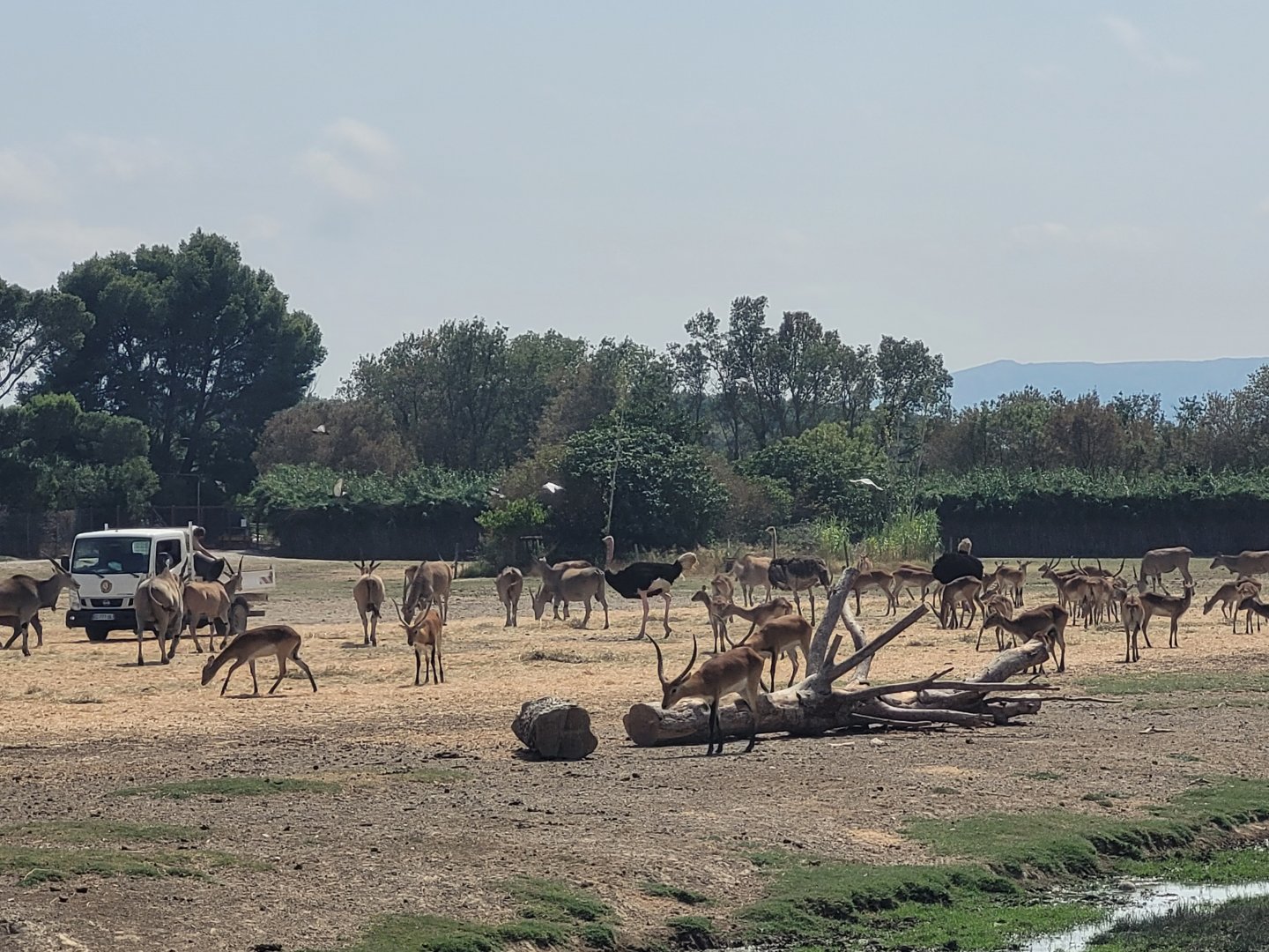 Feeding time at the "Plaine Africaine" -Réserve Africaine de Sigean (2022)