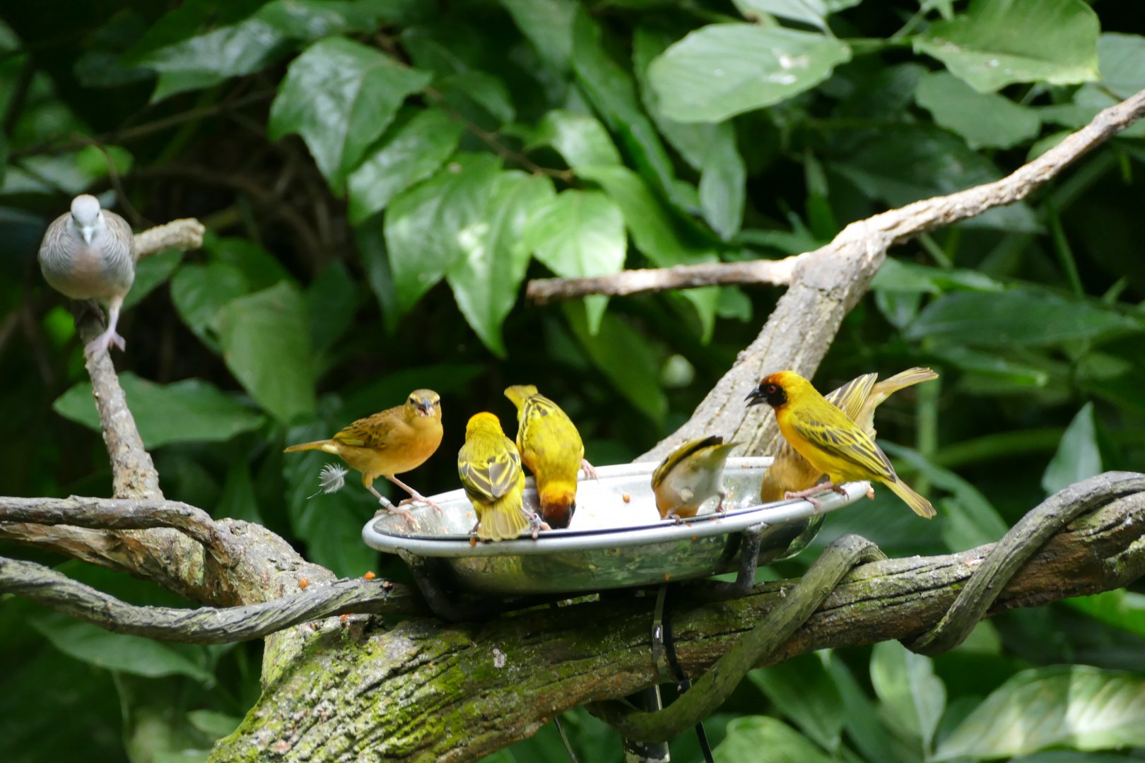 Feeding time at the Waterfall Aviary