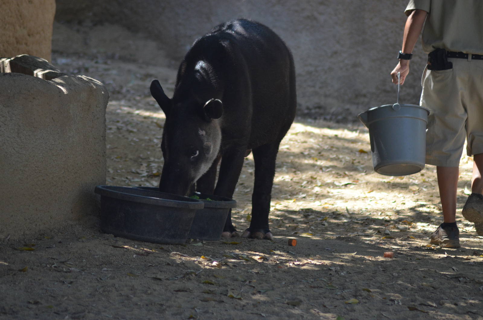 Feeding Time For Baird's Tapir