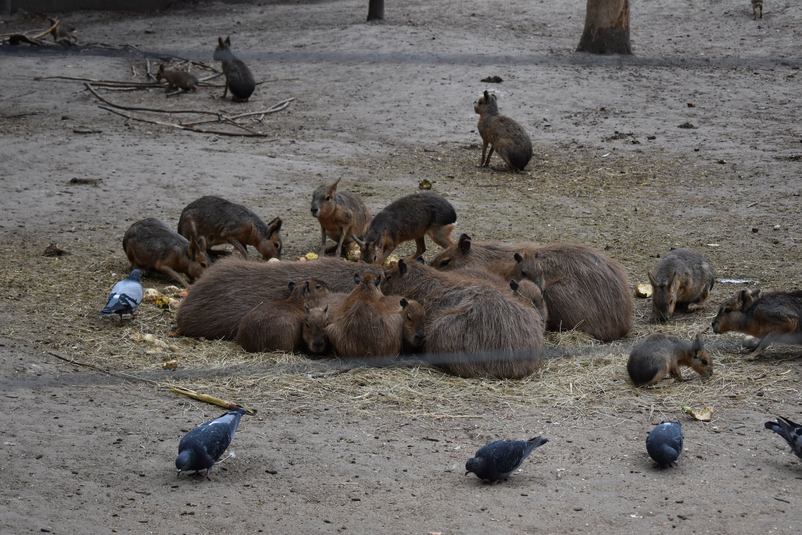 Feeding time for capybaras and maras