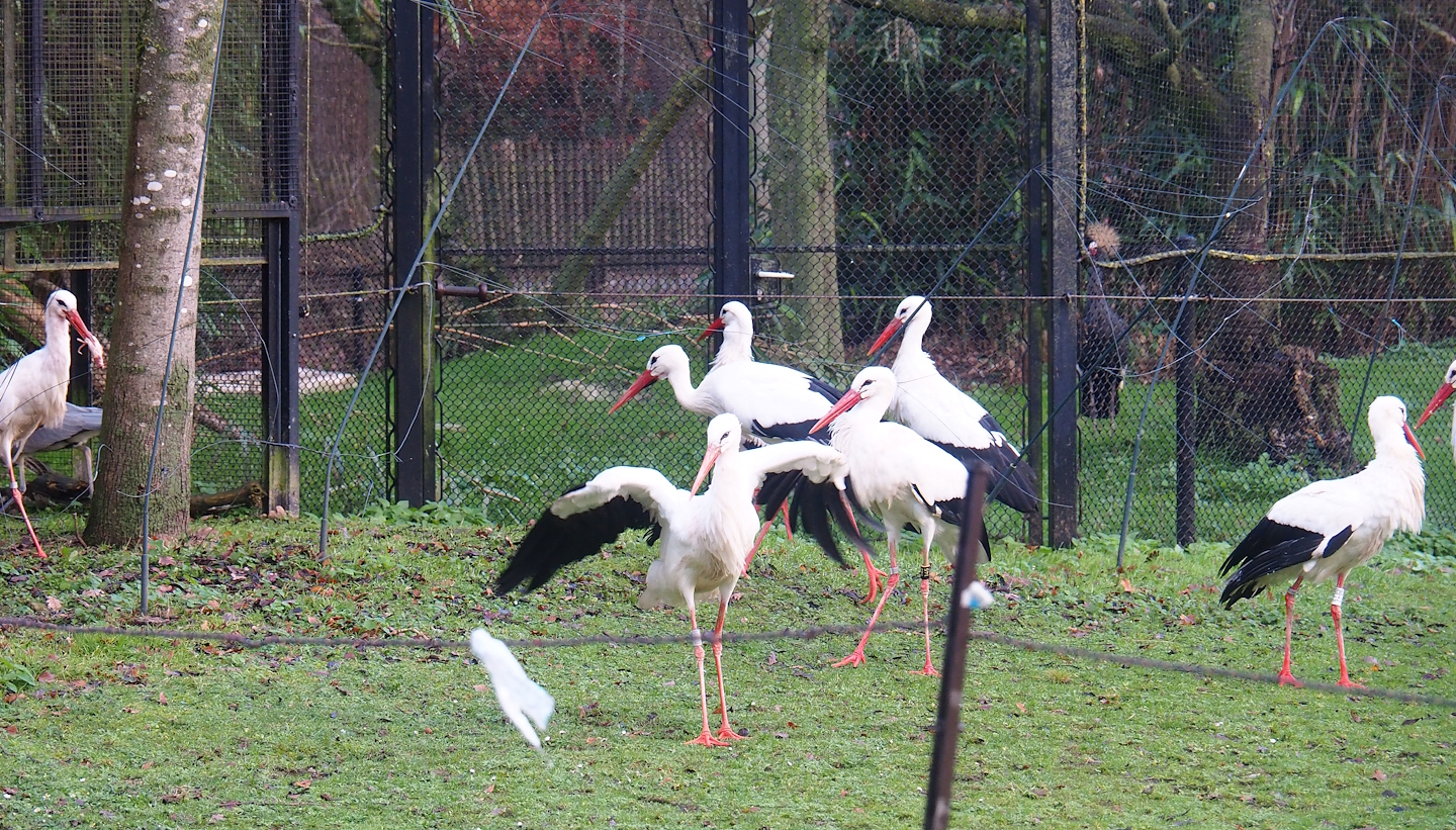 Feeding time for European white storks (Ciconia ciconia), 2022-12-27